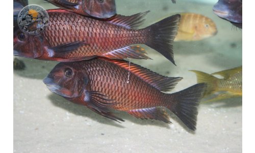 Petrochromis Tropheus Quarantaine